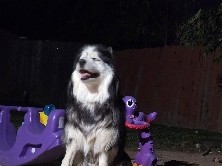 Siberian Husky – Rehome – Moreno Valley