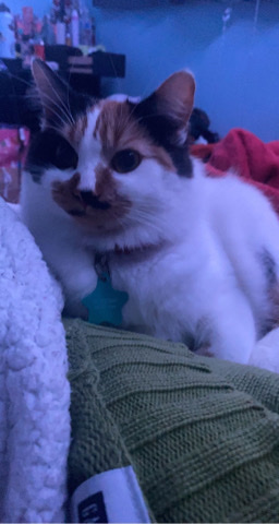 Persian (Modern) – Athena for adoption