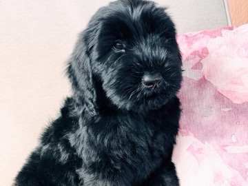 Giant Schnauzer – Giant schnauzer – Homestead