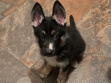 German Shepherd – male puppy for sale