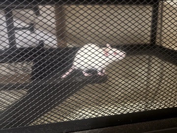 Rat – male rats – Rineyville