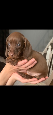 miniature dachshund