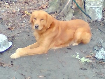 golden retriever dog