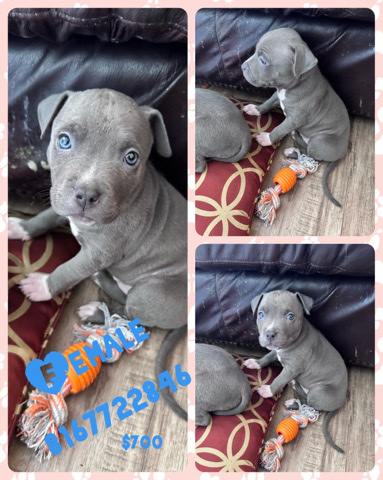 American Pit Bull Terrier – blue nose pit puppies
