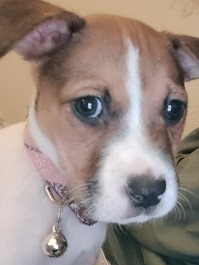 Bull and Terrier – Good home for Beauty