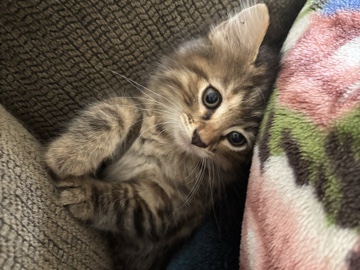 kitten for sell – Harrisburg