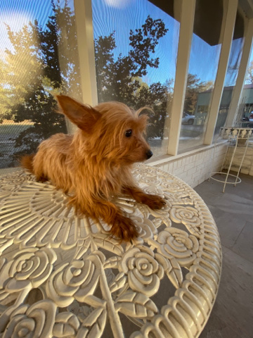 chorkie