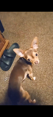 Chihuahua – Chihuahua boy dog