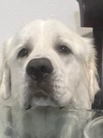 Great Pyrenees – Great Pyrenees (bear) 2y