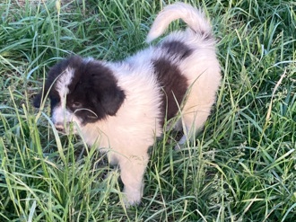 Mixed Breed – Beautiful Livestock Guardian Puppies! – State College