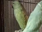 Indian Ringneck for Sale
