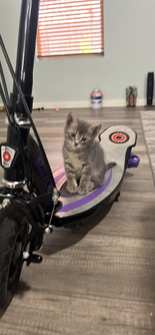 Seven kittens