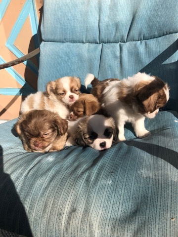 Chihuahua – chihuahua/Shihtzu puppies for sale