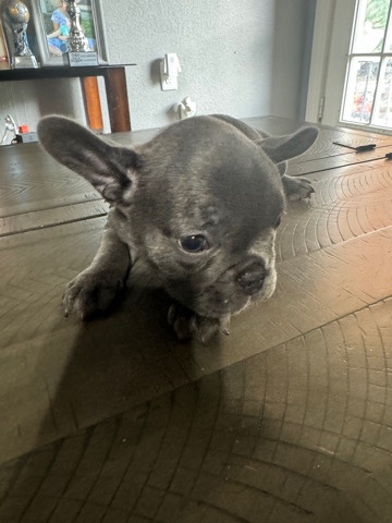 French Bulldog – French bulldog