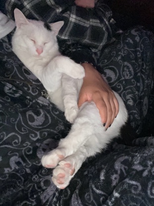 American Shorthair – the sweetest doofy cat