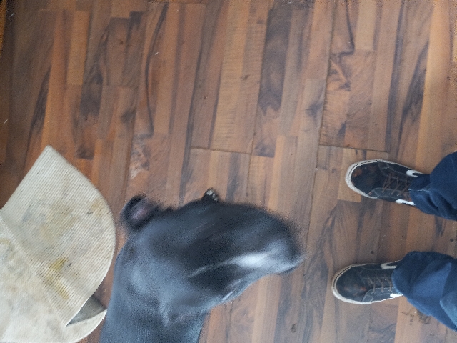 Labrador Retriever – lab mix