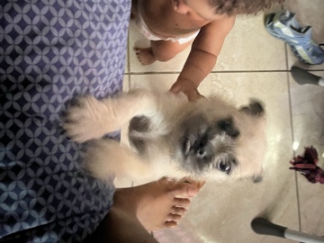 Pug – pug mix Shih Tzu – Homestead
