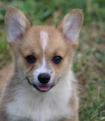 welsh corgi 