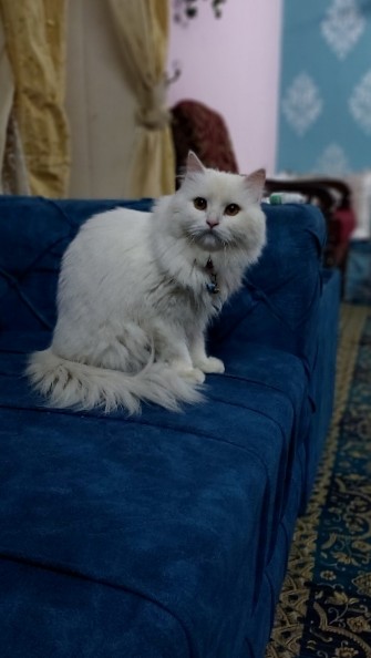 Persian (Modern) – Doll face persian cats