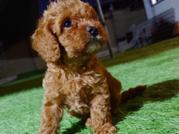 All - toy poodle  available for adoption in Dubai