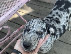 Mixed Breed – 2 males one female mix – Chesapeake