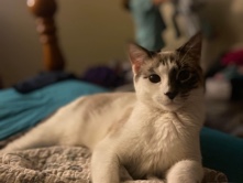 Siamese – female cat