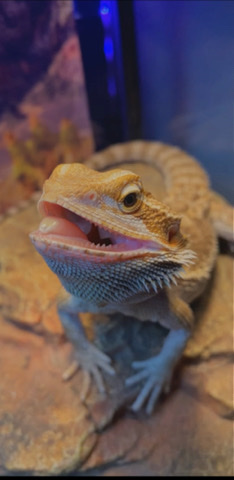 Any – Bearded Dragon