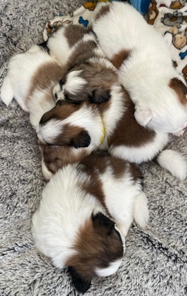 Maltese – Pomeranian Shitzu Maltese Pups