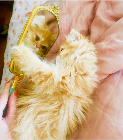 Persian (Traditional) – orange Persian kitten