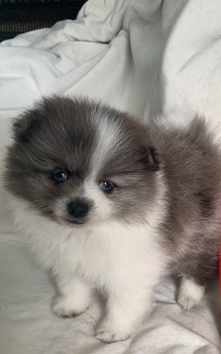 Pomeranian – Pomeranian
