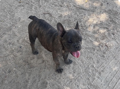 French Bulldog – Male frenchie – Victorville