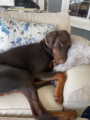 Doberman Pinscher – Rehoming Zeus the Doberman!