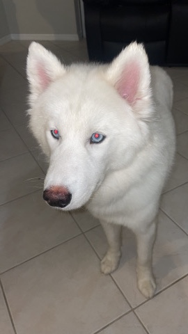 Siberian Husky – husky for sale