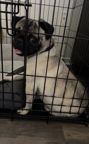 Pug – Lilo