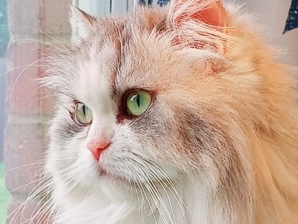 Persian (Modern) – Doll Faced persian – Royse City