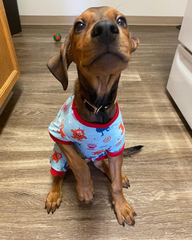 Rhodesian Ridgeback – Rhodesian ridgeback mix