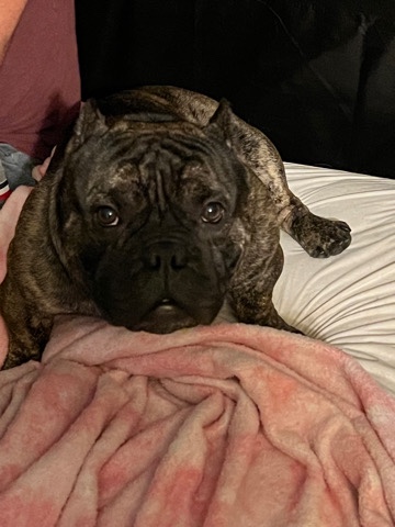 American bully