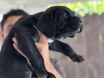 Cane Corso – Cane Corso puppies – Rialto