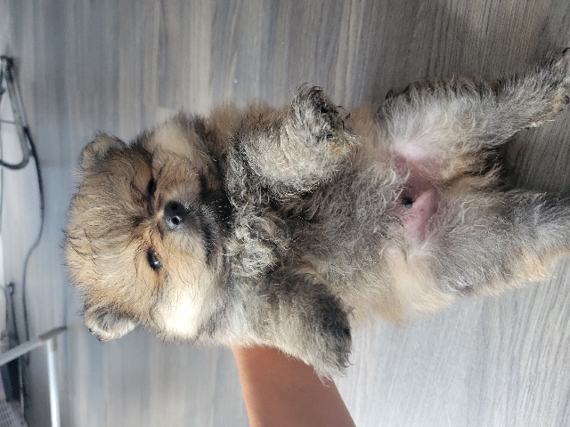 Pomeranian – teacup pomeranian tedybear