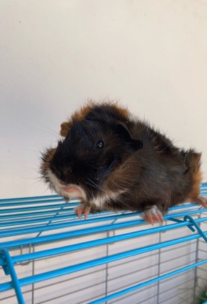 Guinea pig