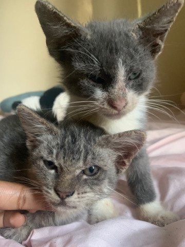 Russian White, Black and Tabby – One month old kittens