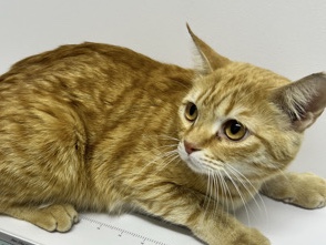 Rehome our male cat Orange – Abu Dhabi