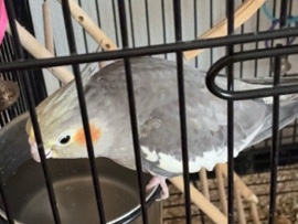 Cockatiel – Rehome my Casey girl – Norfolk