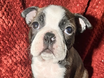 Boston Terrier Mixes (All Female)