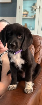 Labrador Retriever – Puppy For Sell – Wall
