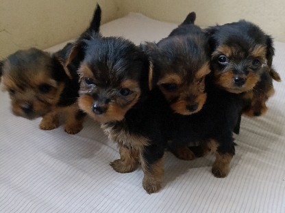 Yorkshire Terrier – cachorro 🐕
