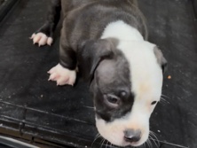 American Pit Bull Terrier – American Pit Bull Terrier Puppy for Sale – 10 Weeks Old – Columbia