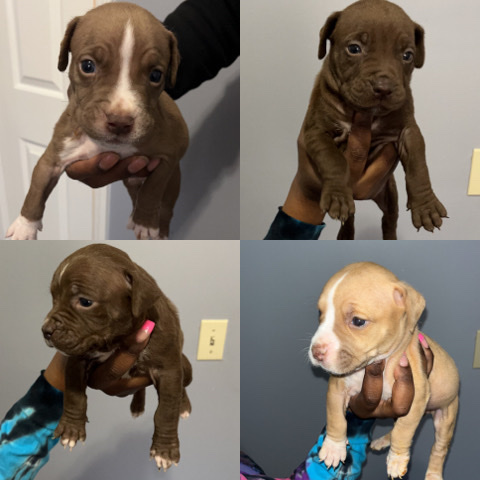 American Bully