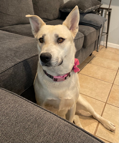 Labrador Husky – Loving half lab and husky