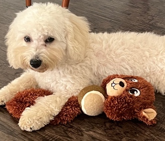 Teddy looking for a new home